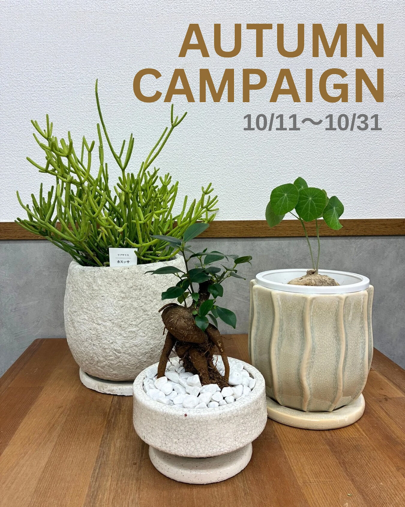 10月キャンペーンのお知らせ