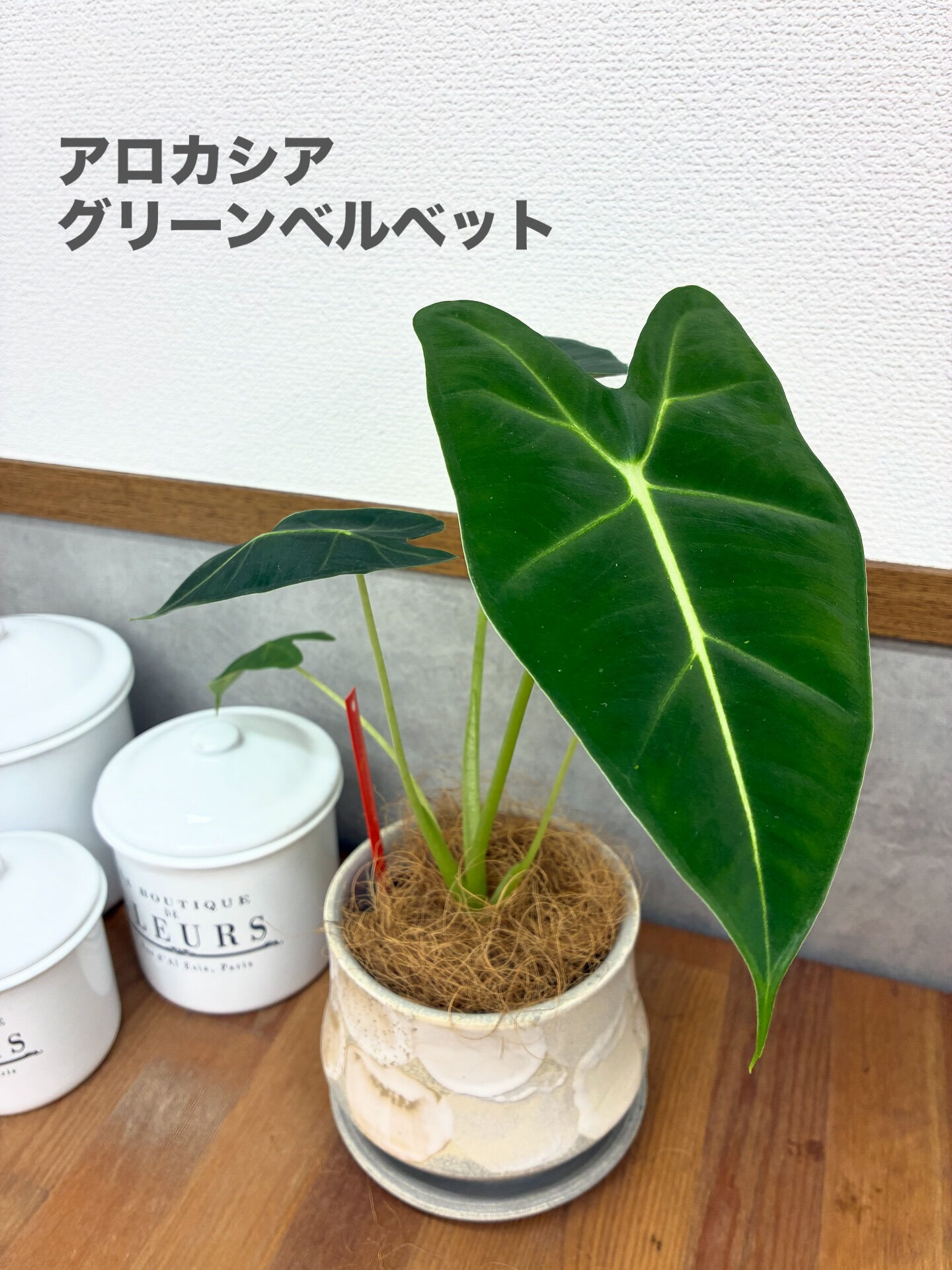 アロカシア グリーンベルベットのご紹介