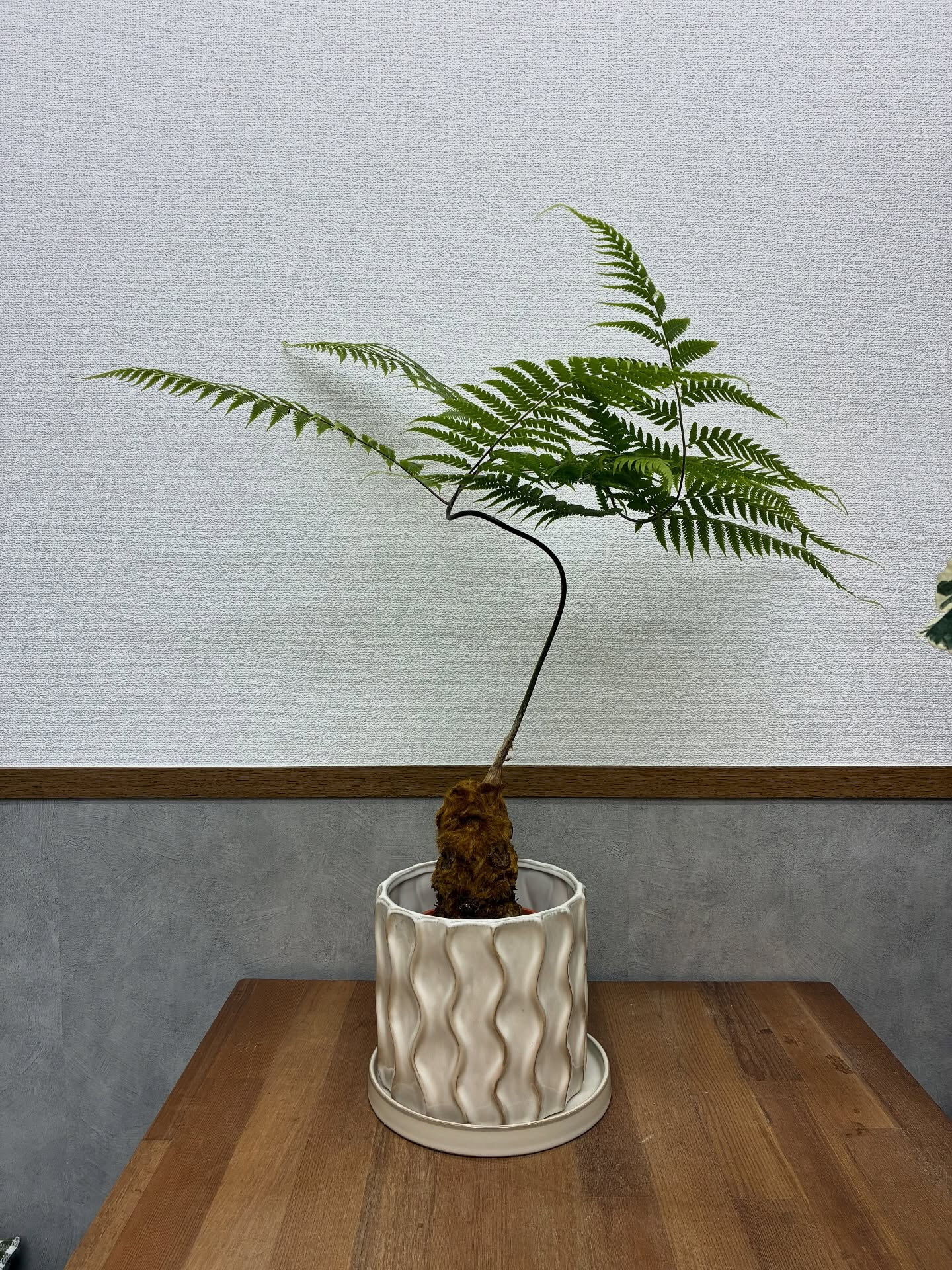お金を呼び寄せる「キンモウコウ」