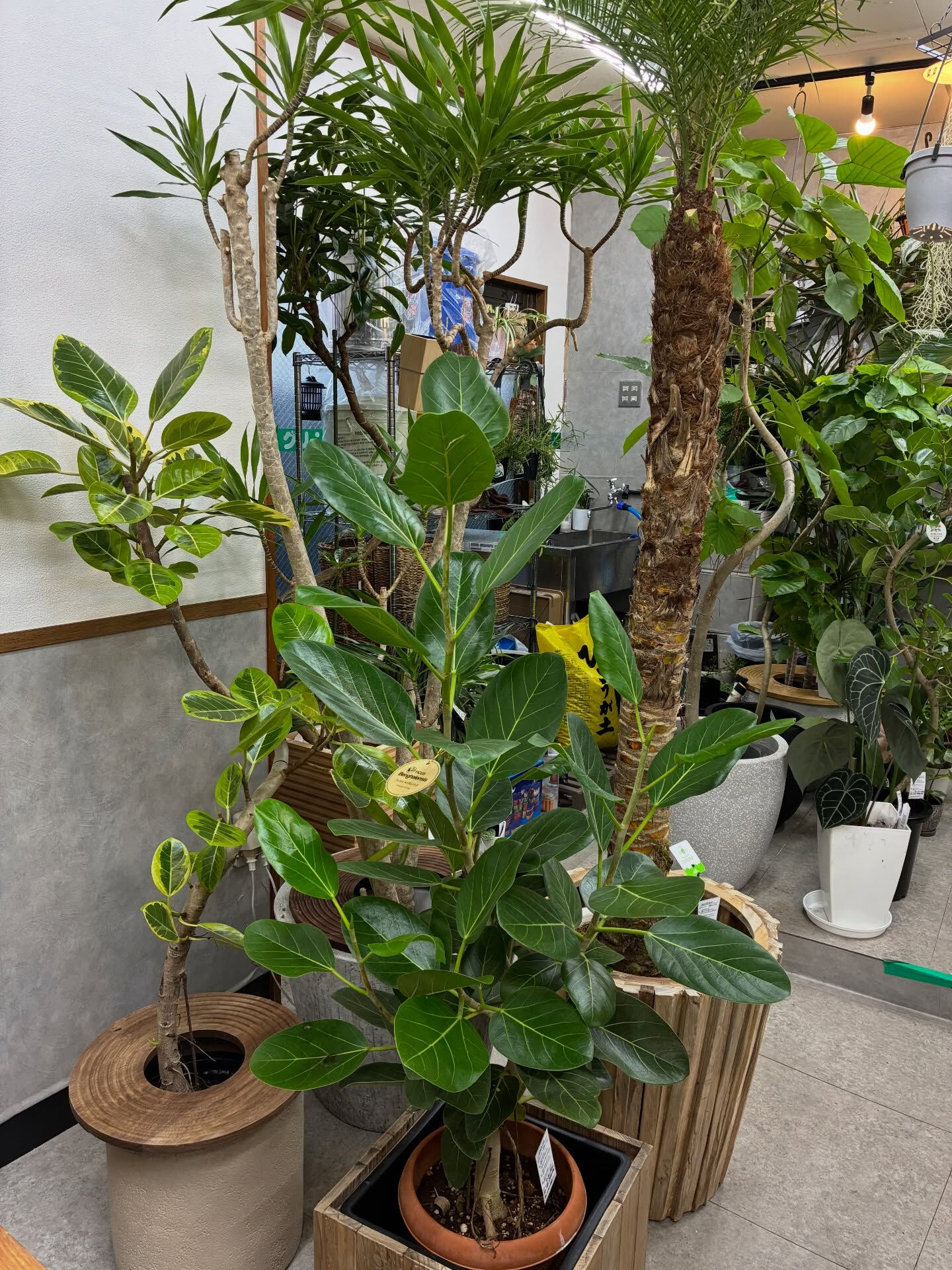 フィカス系の植物紹介🪴