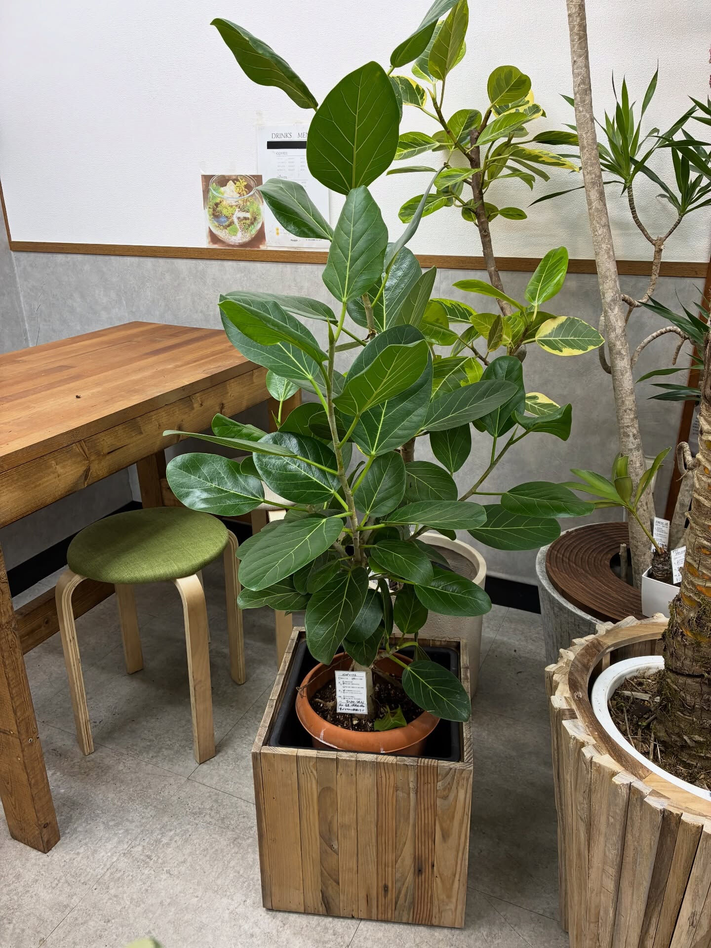 フィカス系の植物紹介🪴