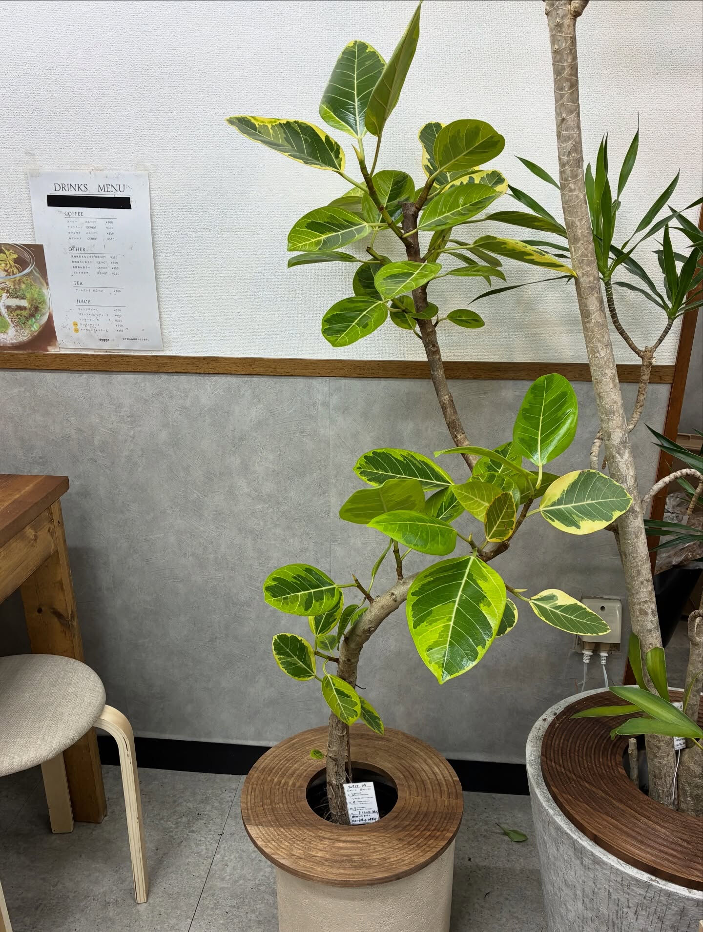 フィカス系の植物紹介🪴