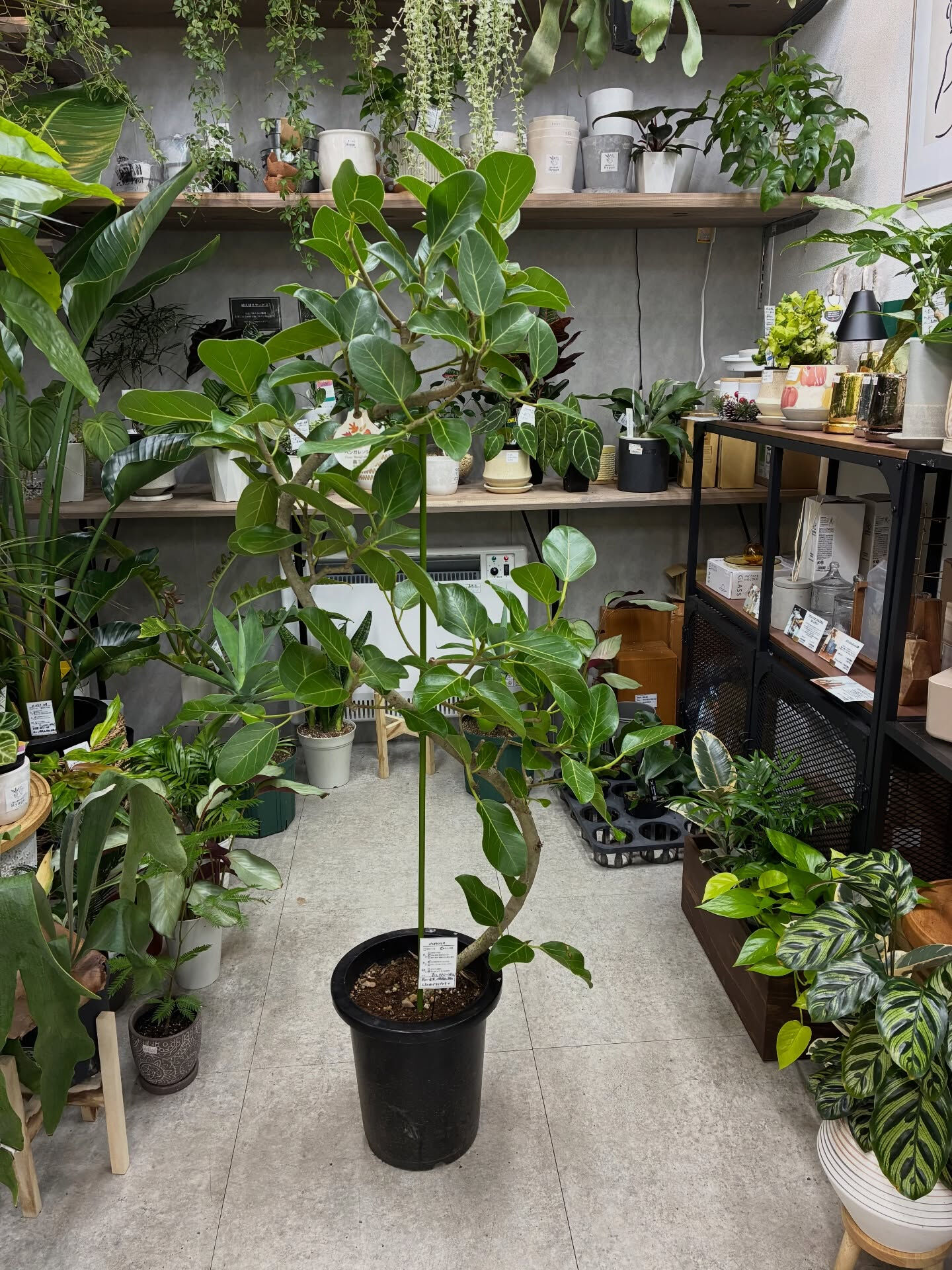 フィカス系の植物紹介🪴