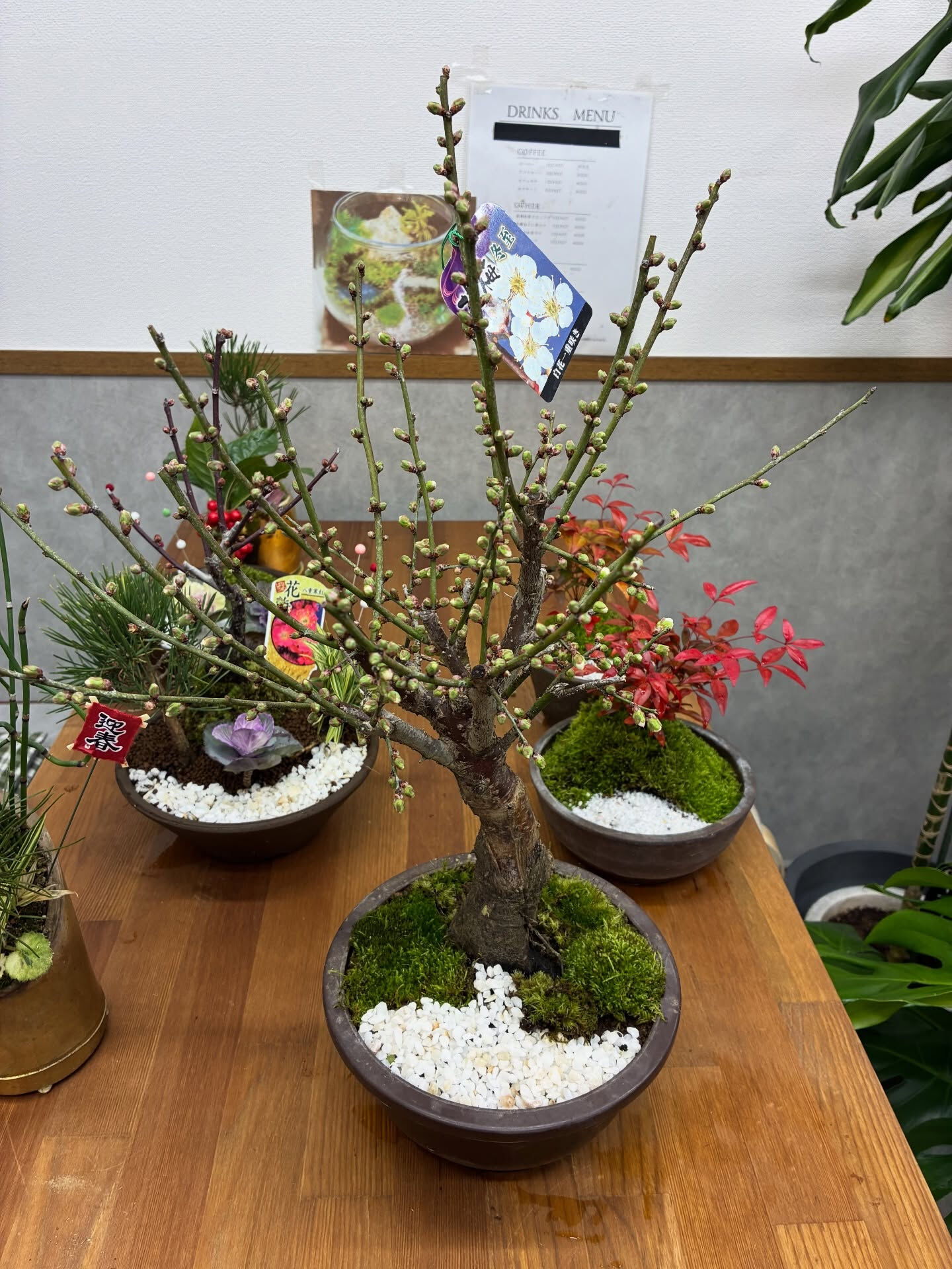 お正月飾りのご紹介🪴