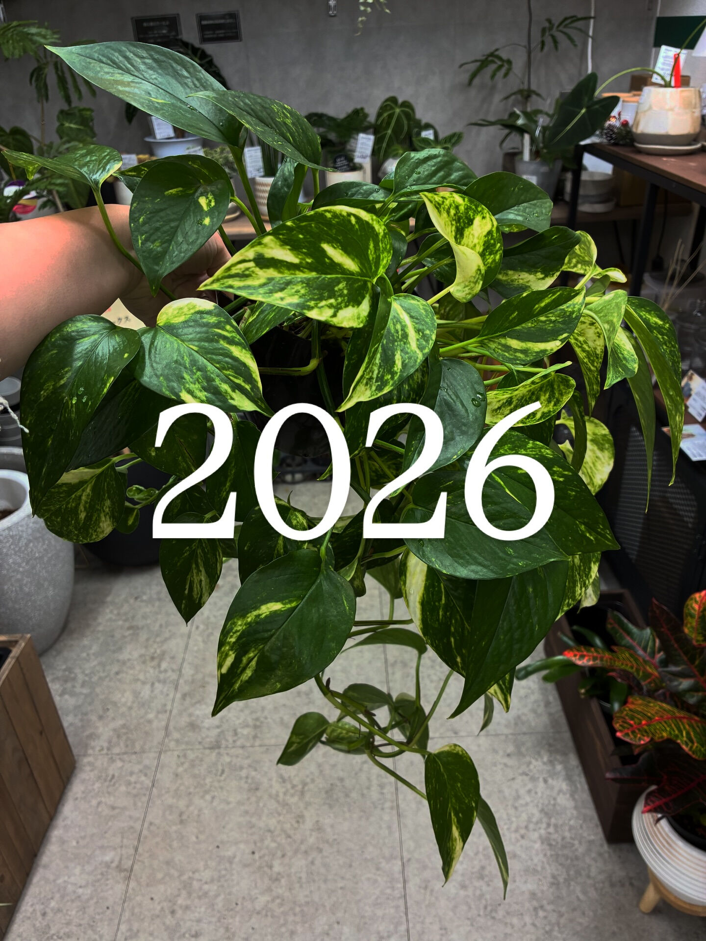 2026年度年始のご挨拶🪴