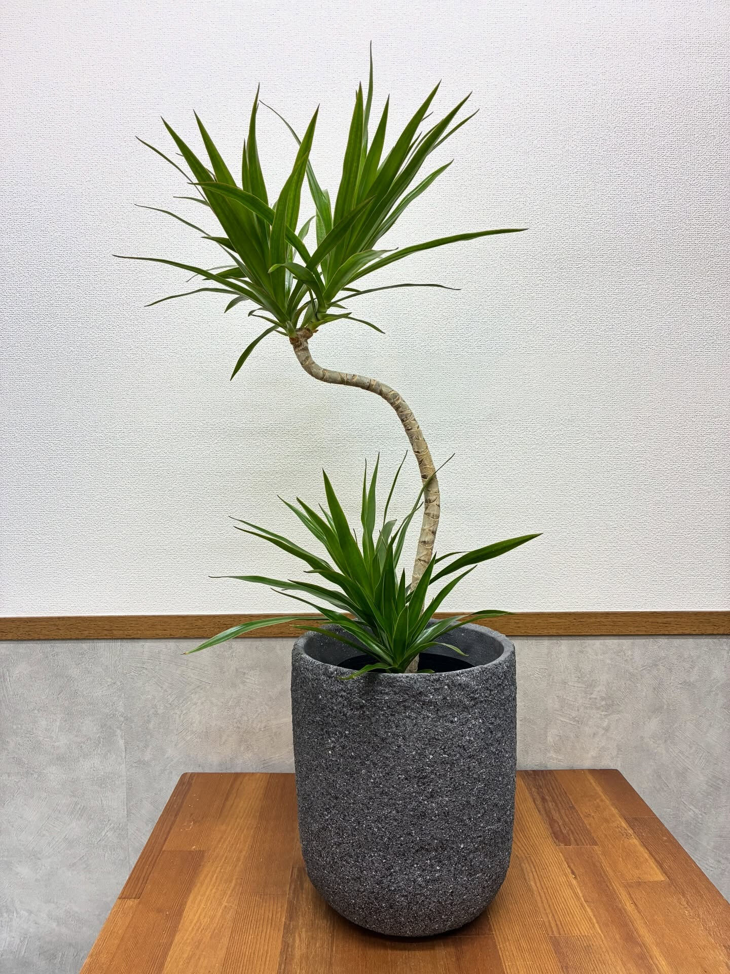こんにちは、Hyggeです🪴
