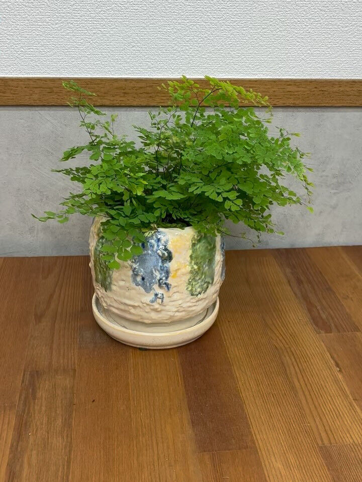こんにちは、Hyggeです🪴