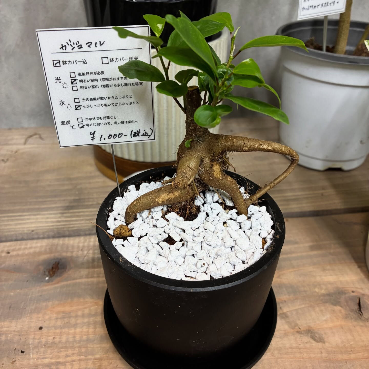 おはようございます、Hyggeです🪴