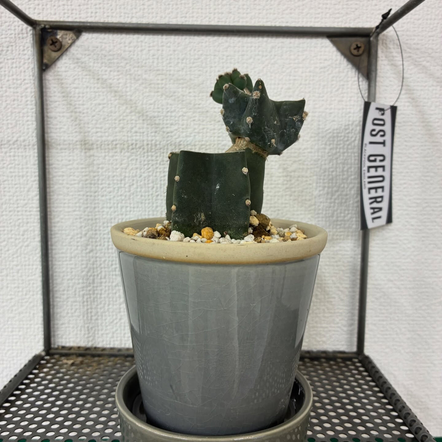 おはようございます、Hyggeです🪴