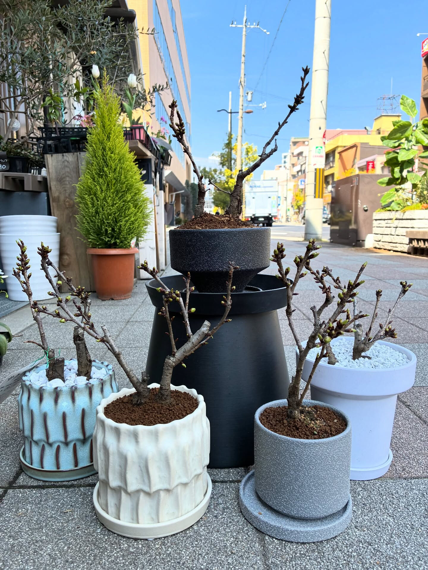 桜の盆栽入荷しました🪴