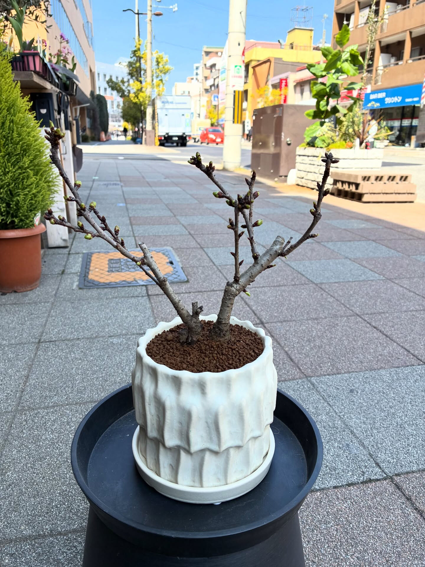 桜の盆栽入荷しました🪴
