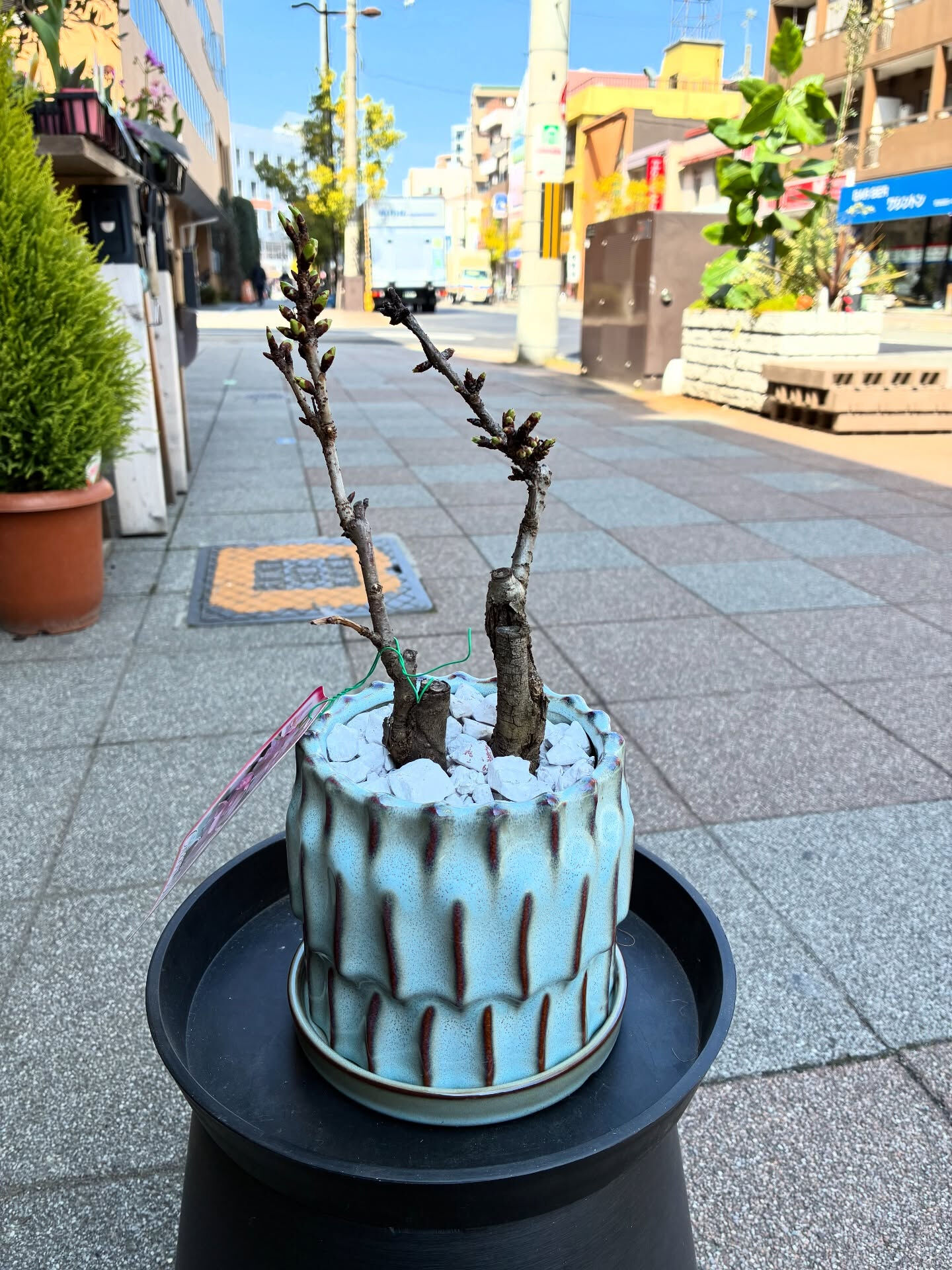 桜の盆栽入荷しました🪴