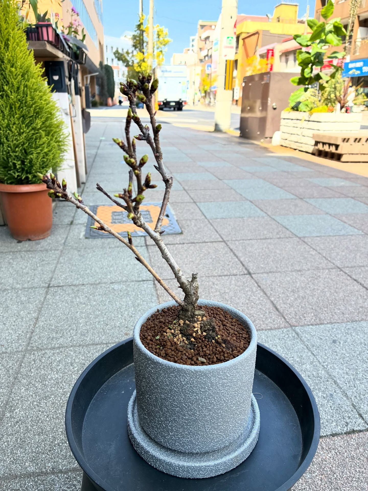 桜の盆栽入荷しました🪴