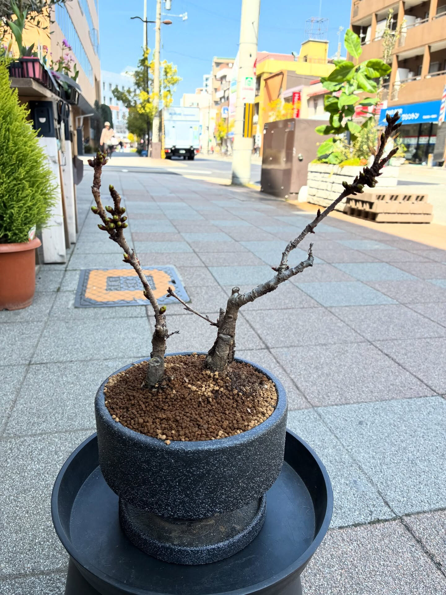桜の盆栽入荷しました🪴