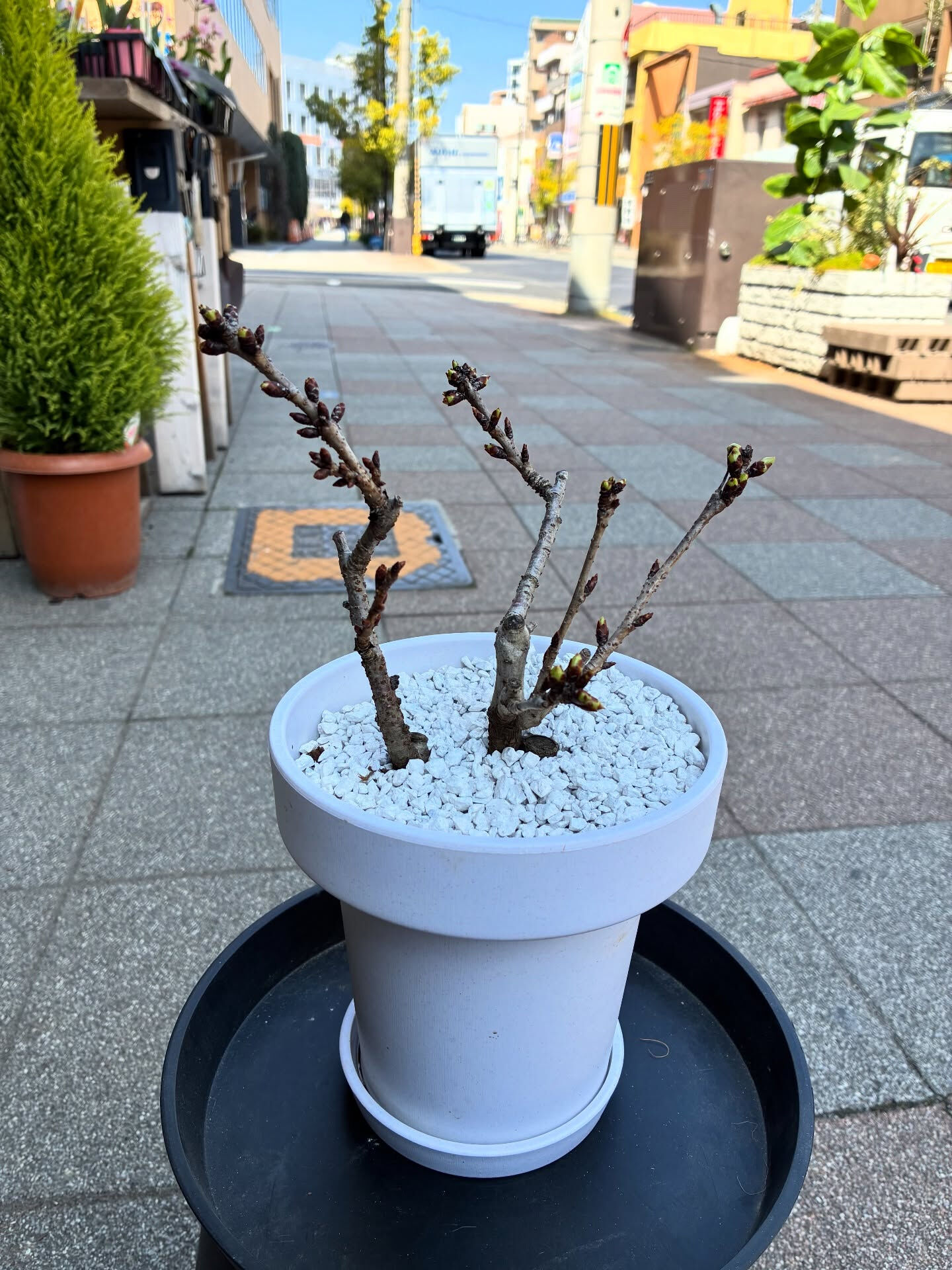 桜の盆栽入荷しました🪴