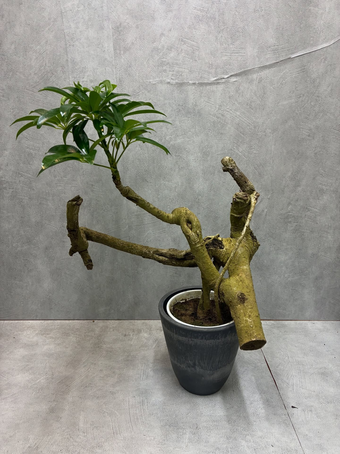 八丈島産のシェフレラのご紹介！