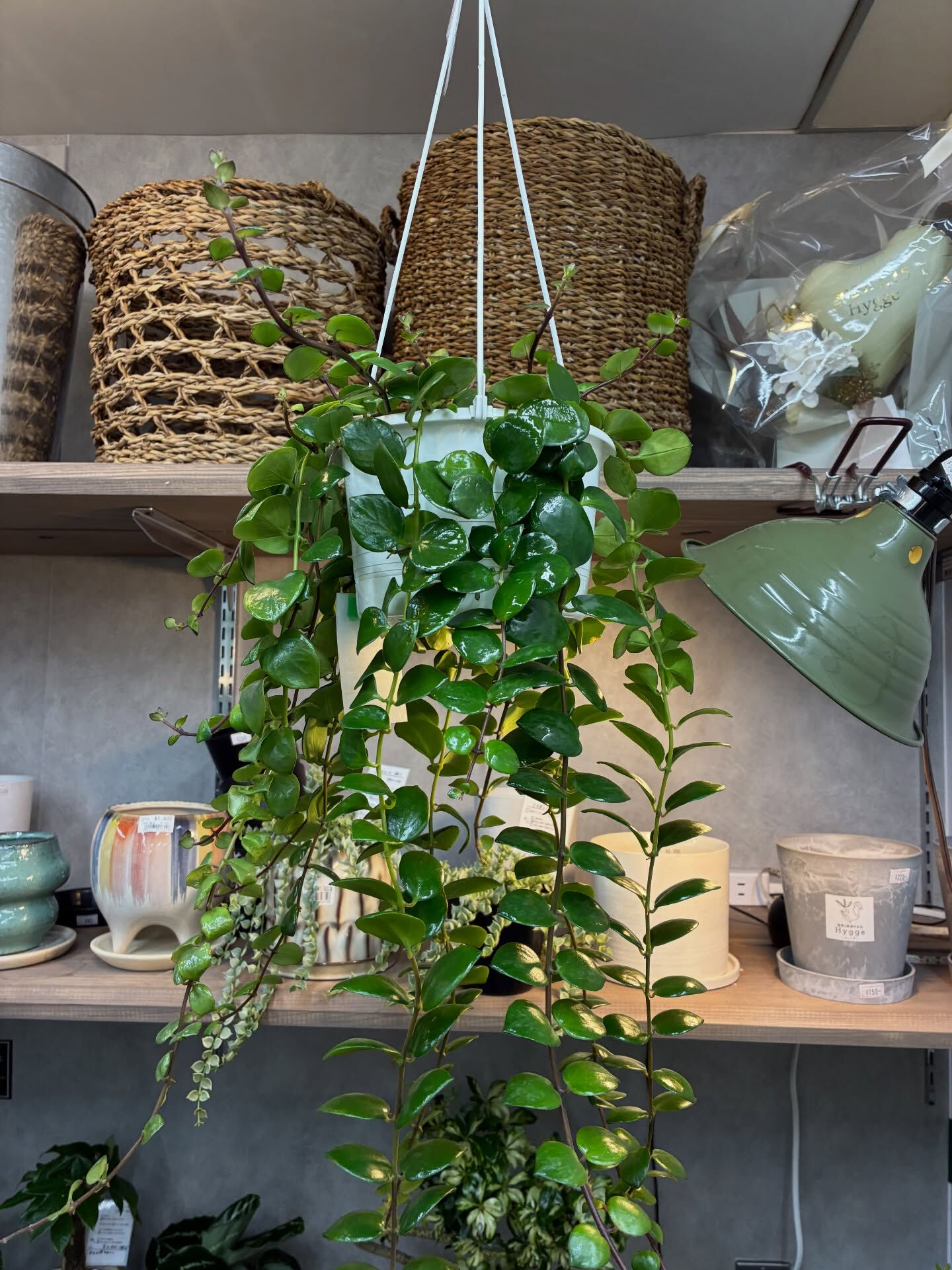 吊り植物でおすすめ《エスキナンサス・タイピンク》