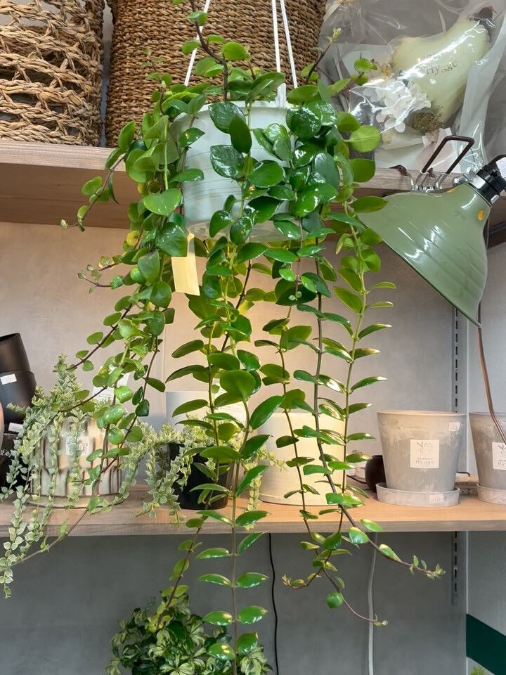 吊り植物でおすすめ《エスキナンサス・タイピンク》