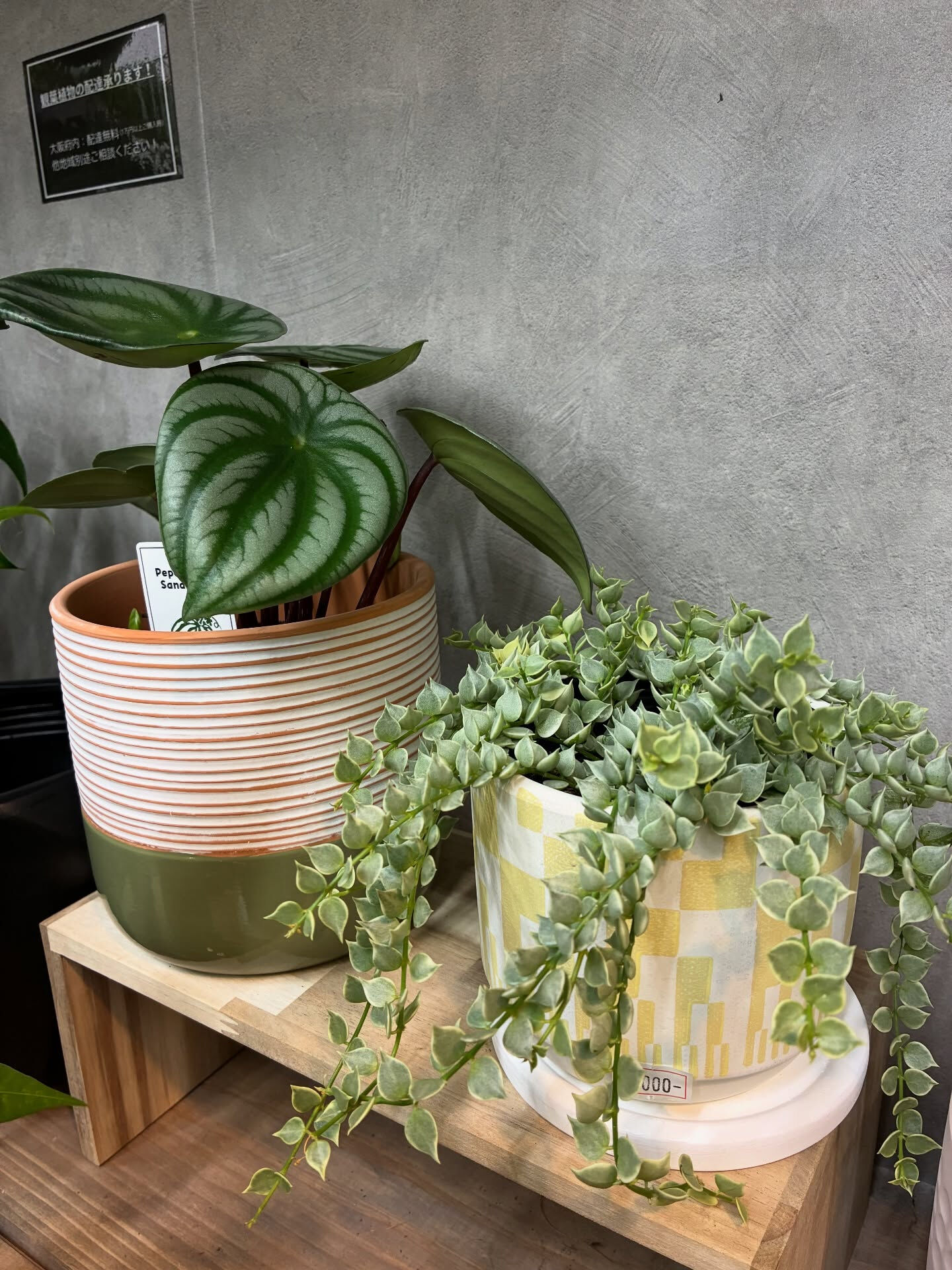 NEW　Pots！！