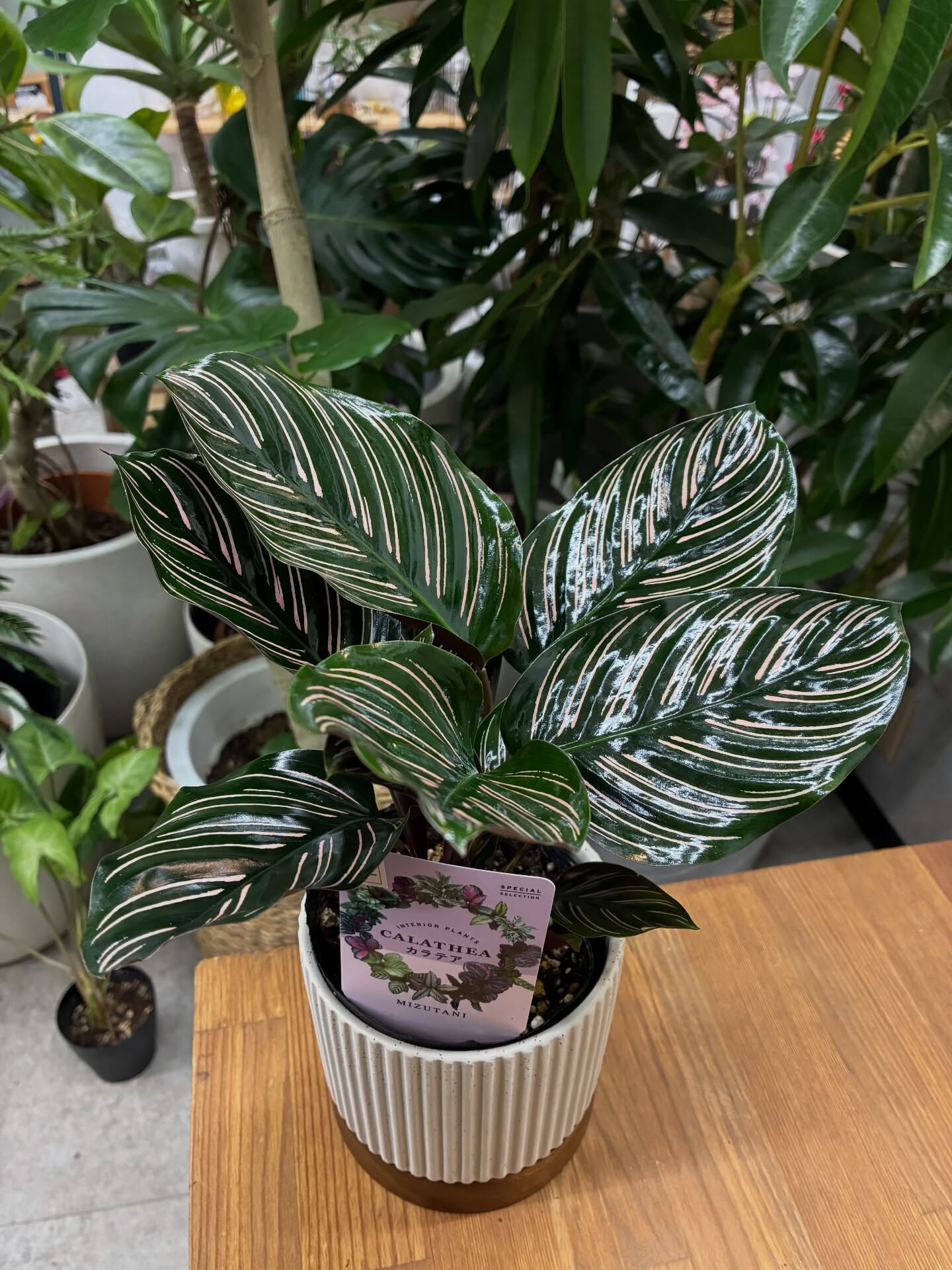 まるでアートな植物《カラテア サンデリアーナ》