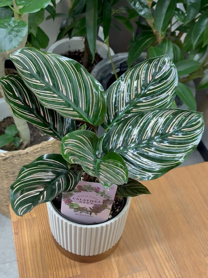 まるでアートな植物《カラテア サンデリアーナ》