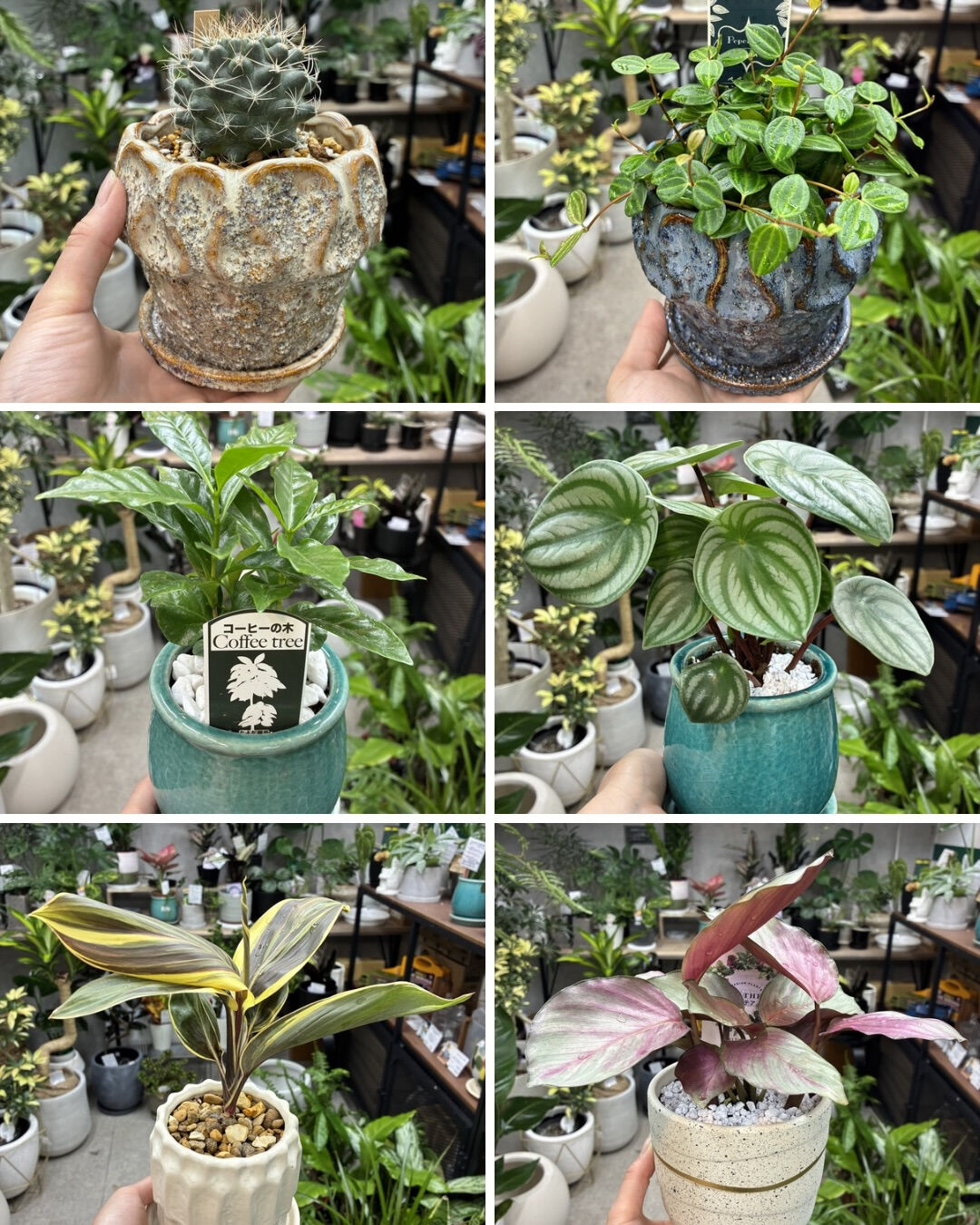 最近の植物紹介！
