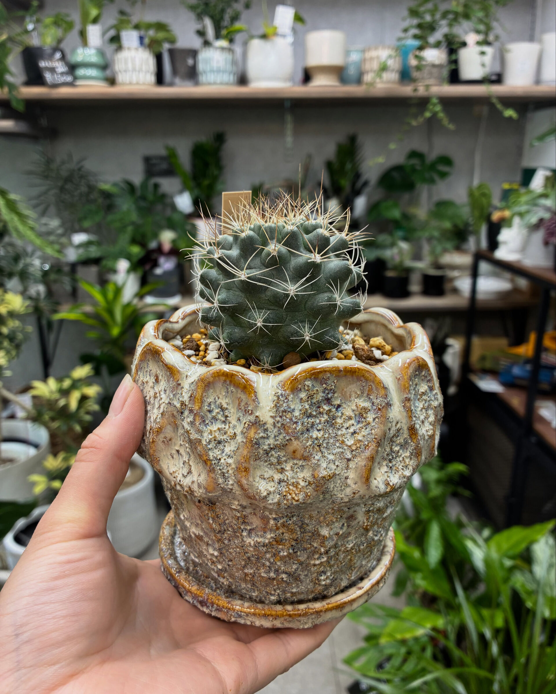 最近の植物紹介！