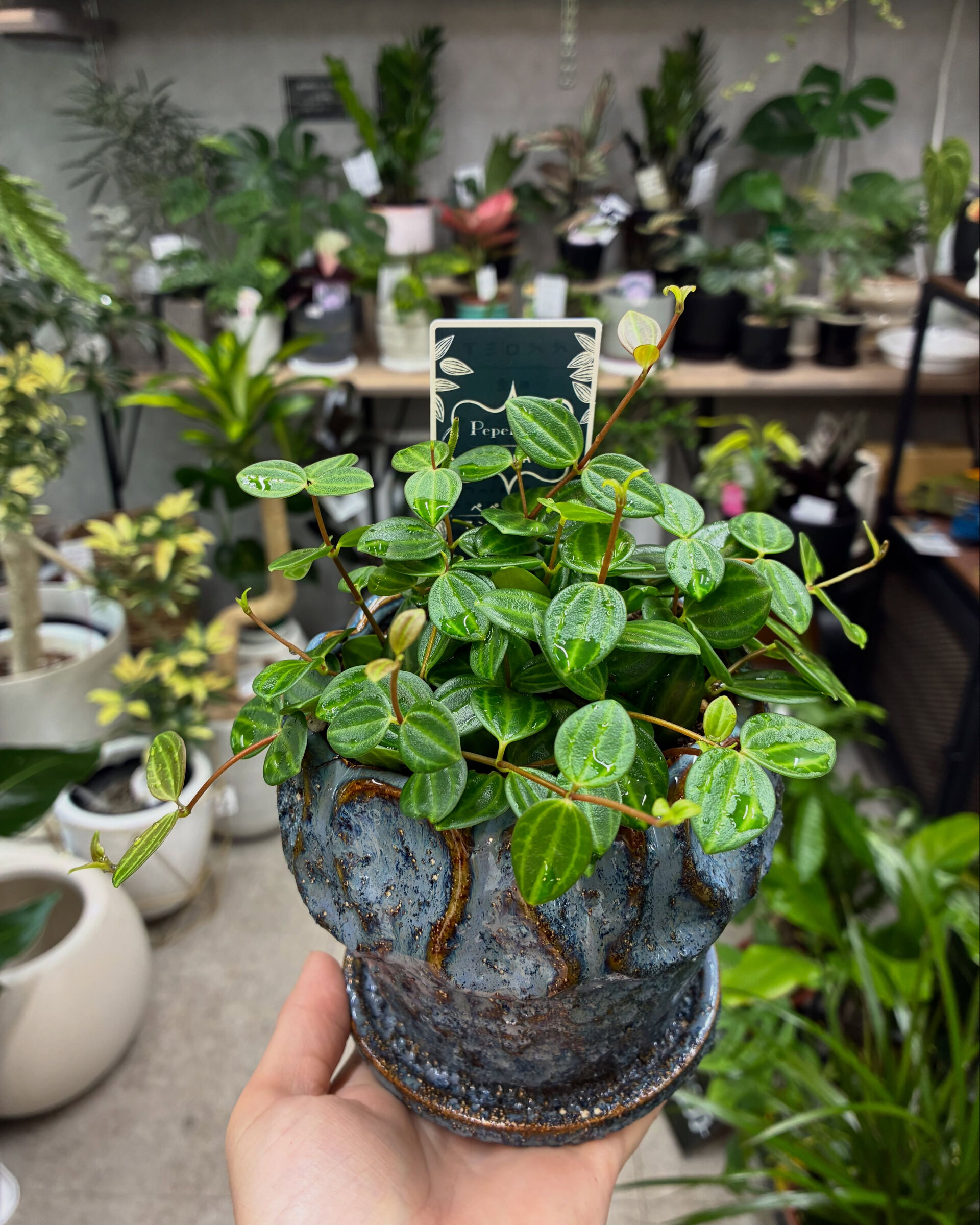 最近の植物紹介！
