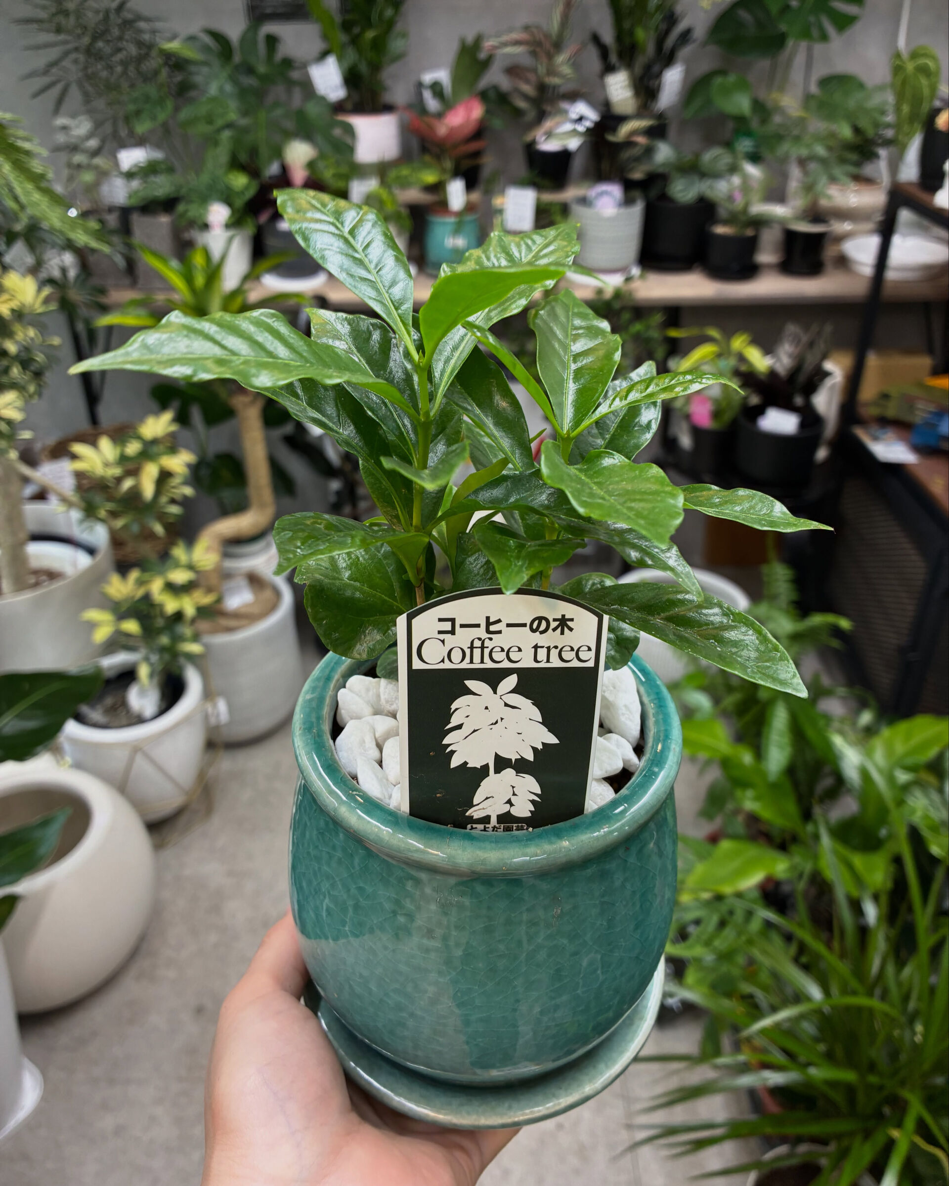 最近の植物紹介！