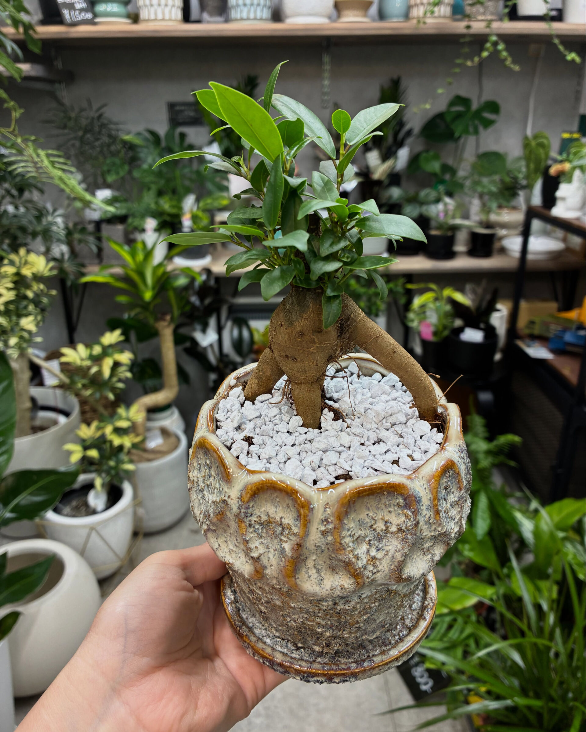 最近の植物紹介！
