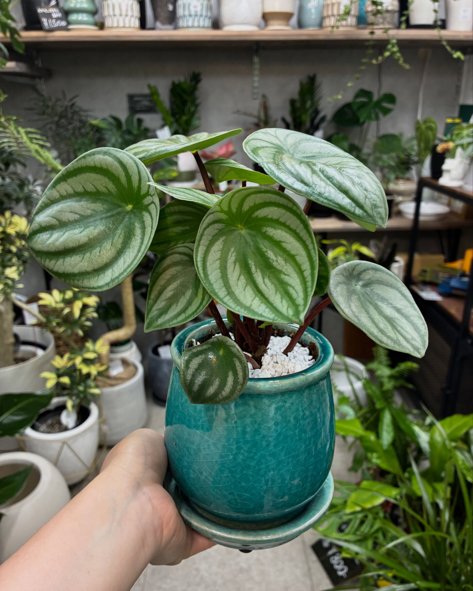 最近の植物紹介！