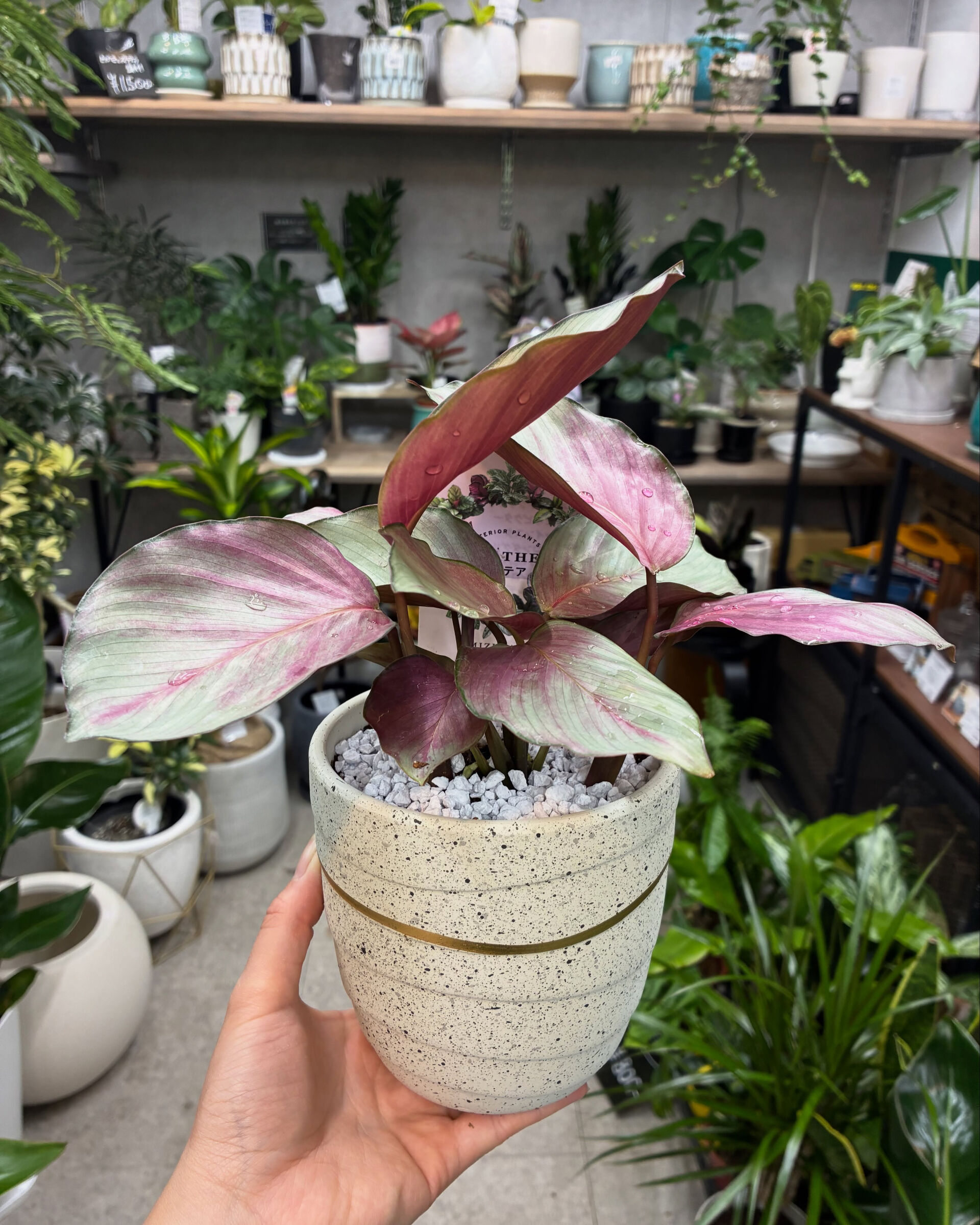 最近の植物紹介！