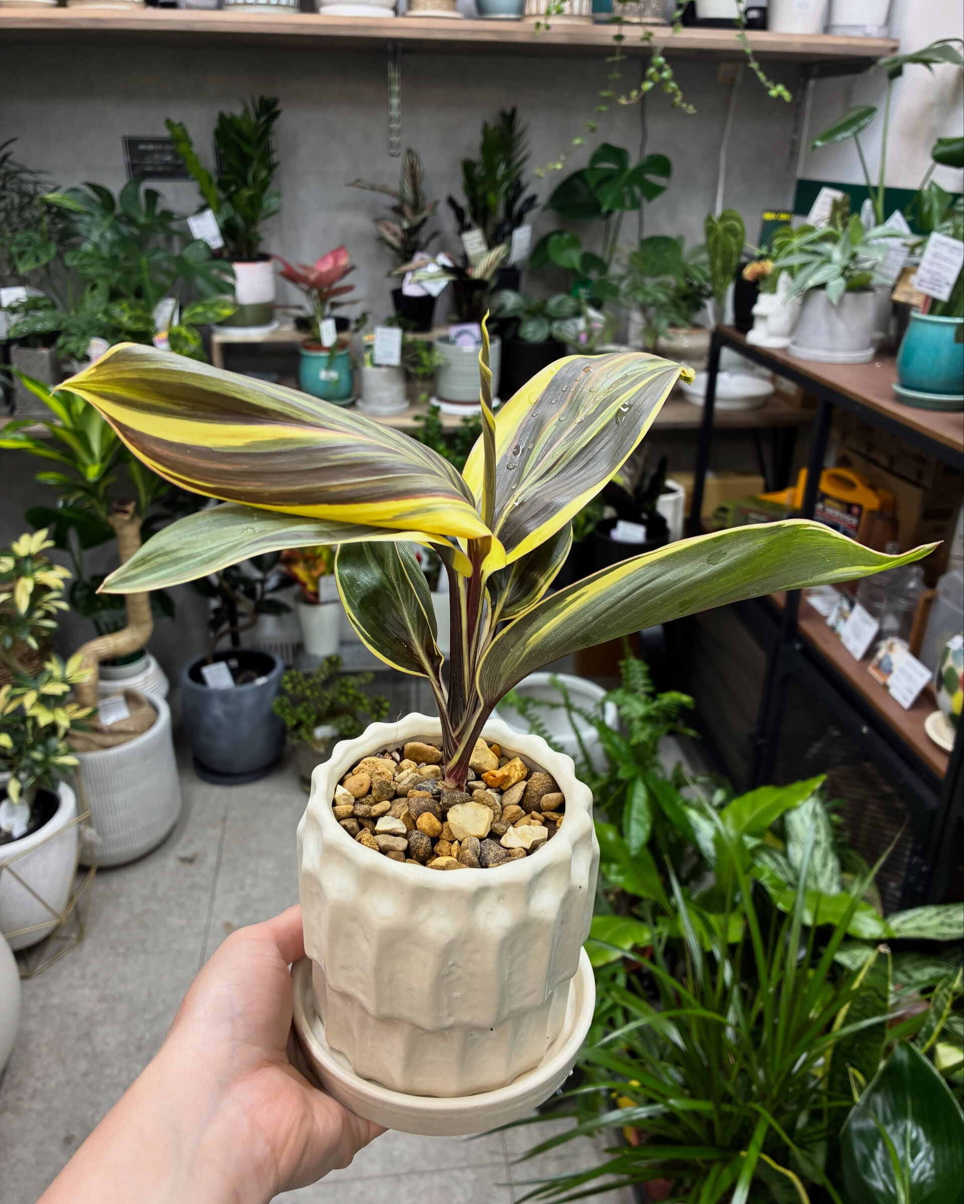 最近の植物紹介！