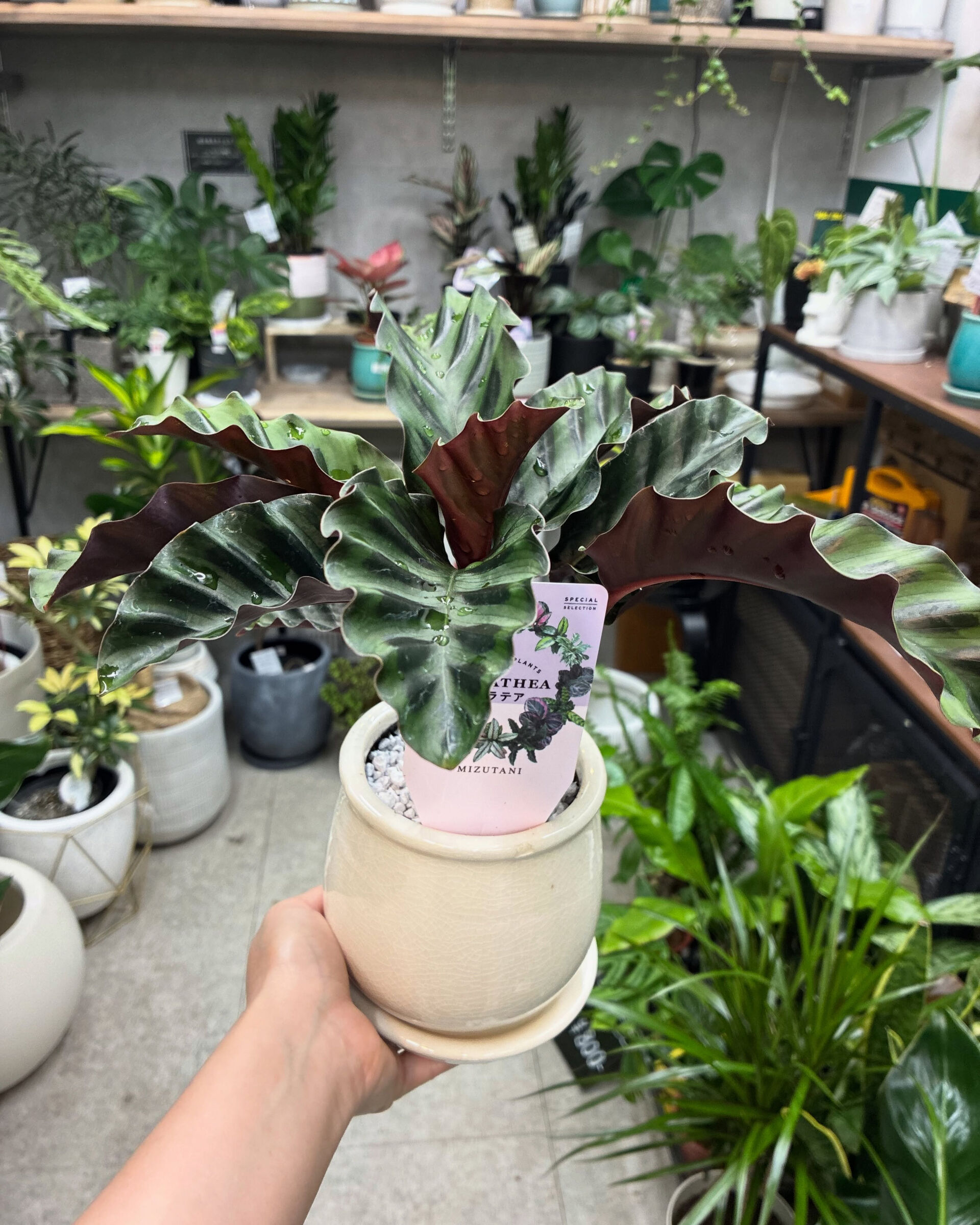 最近の植物紹介！