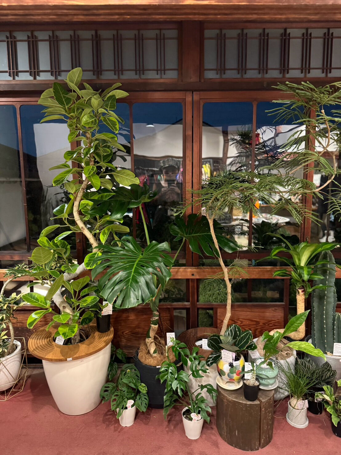 豊中市の白商店様でイベント開催します！
