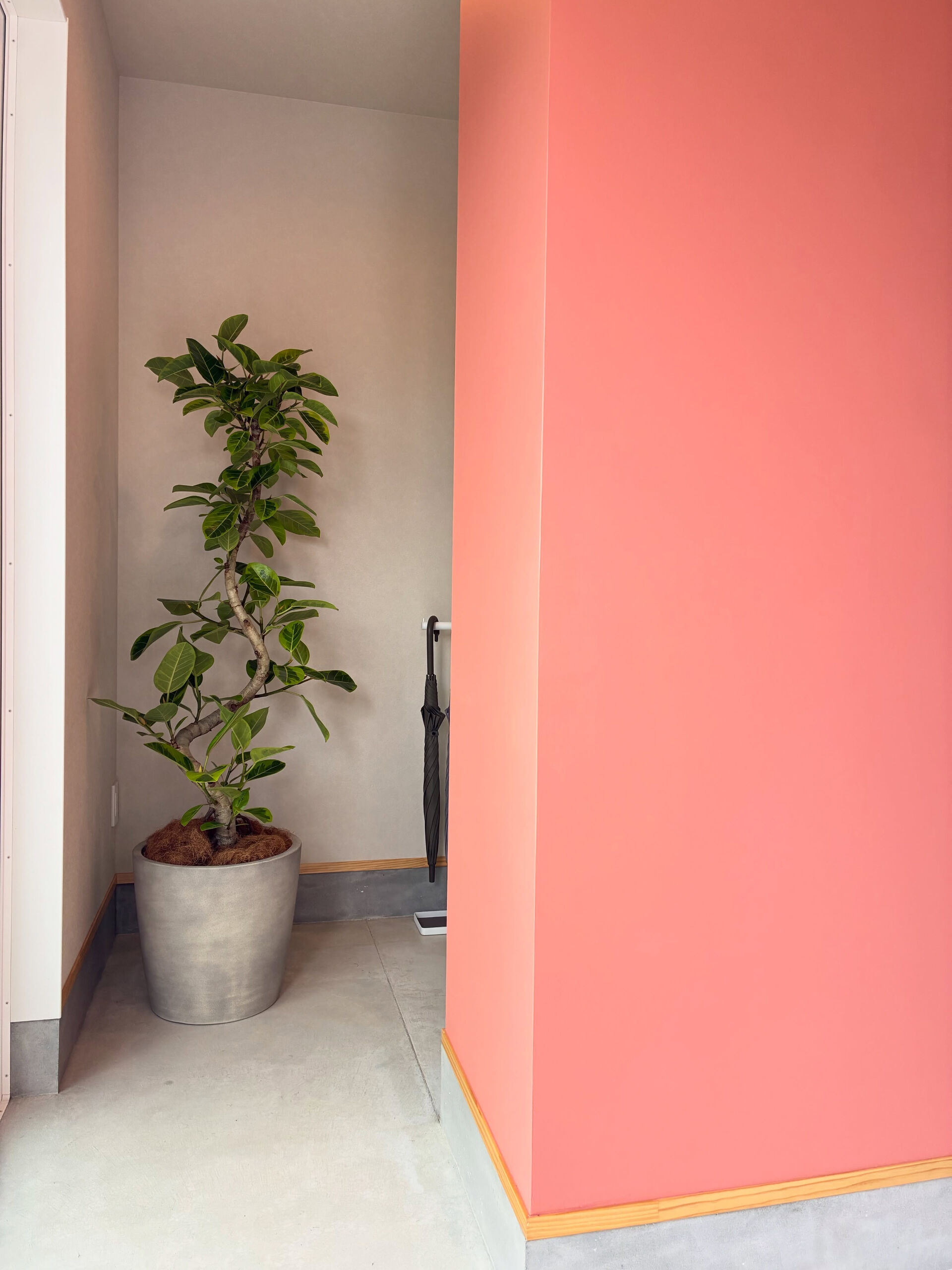 柏原市のリノベーションモデルハウスへ植物納品🪴
