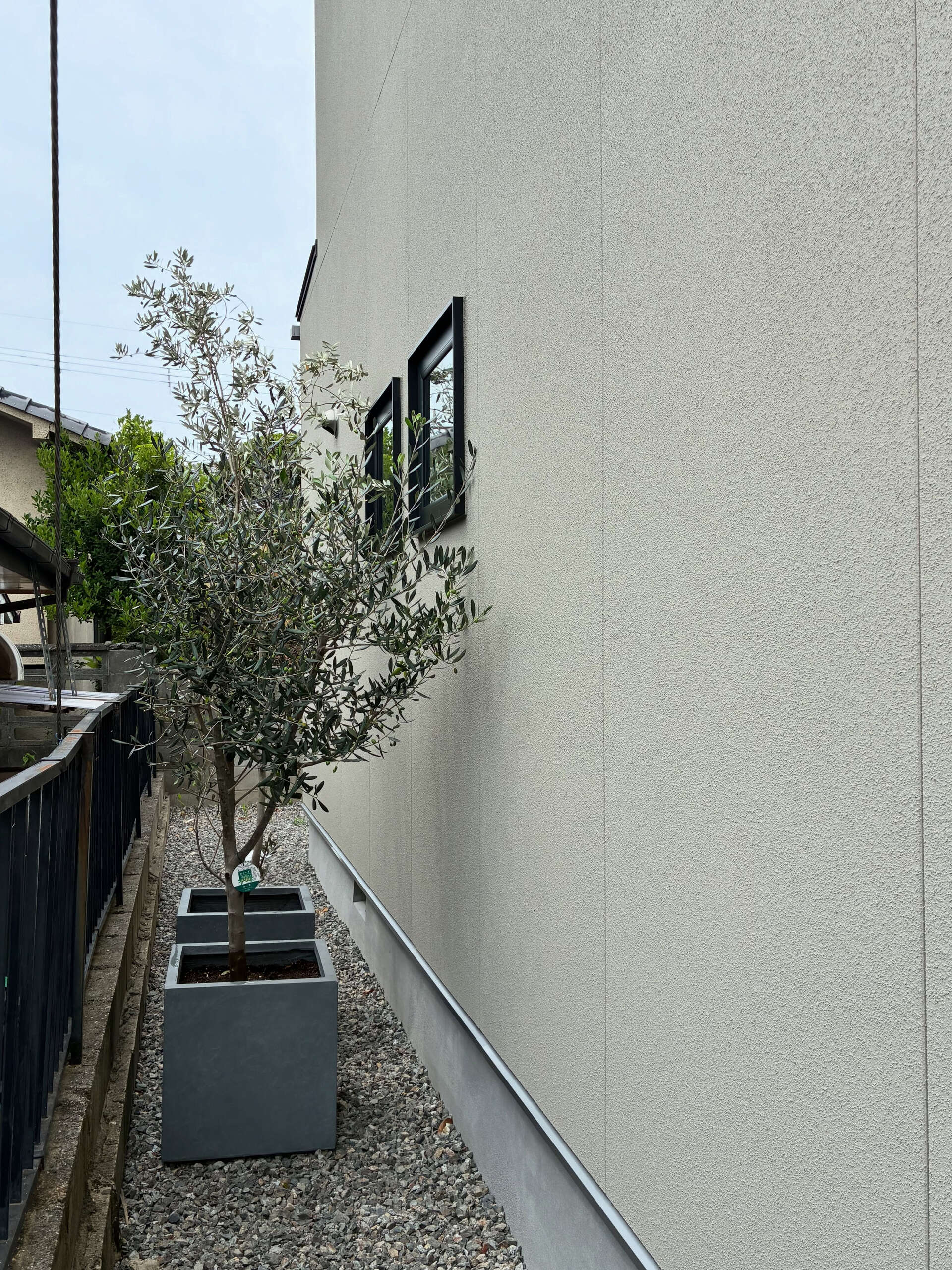 柏原市のリノベーションモデルハウスへ植物納品🪴